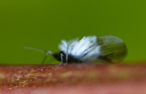 Eriosomatinae